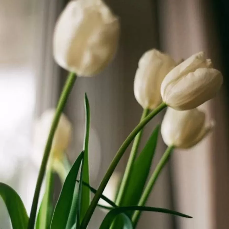 video Triết lý thiết kế 2